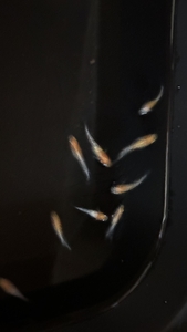 メダカ 紅白ラメ ５匹 （２ペア＋１匹） 死着保証 ／ aju succulent 観賞魚 淡水魚 魚 ペット 生き物 奈良県 葛城市【ajus005】