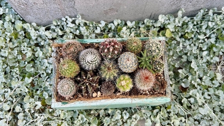 サボテンの寄せ植えアレンジ ／ aju succulent 植物 インテリア ガーデニング 15種 そのまま飾れる プレゼント ギフト 奈良県 葛城市【ajus010】