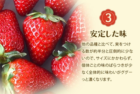 いちご 古都華 いちご L~2Lサイズ 270g×2P 計540g 【nsdf002】