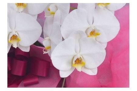 22年5月 母の日 発送分 厳選 胡蝶蘭 ホワイト ３本立ち サンオーキッド 白 花 胡蝶 蘭 プレゼント 奈良県葛城市 ふるさと納税サイト ふるなび