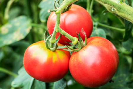 農家の手作りドリンクセット トマト ＆ ブルーベリー／ トマト とまと ブルーベリー ジュース 野菜ジュース 飲料 贈り物 ギフト 畑工房気まま屋 奈良県 宇陀市 ふるさと納税