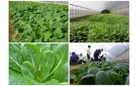 定期便 ３ヶ月 山口農園 有機野菜 おまかせセット＋カレー２箱 詰合せ 冷蔵 月１回 ／ふるさと納税 山口農園 有機野菜 伝統野菜 オーガニック ベジタリアン 定期便 カレー  野菜セット 農家直送  詰め合わせ 奈良県 宇陀市 