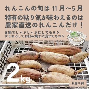 れんこん　２kg