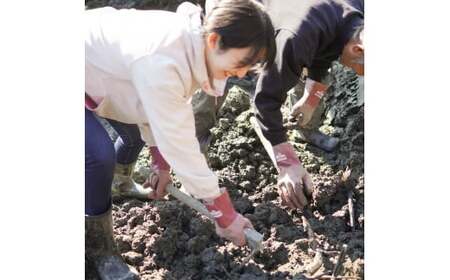 「れんこん」掘り体験　１枚