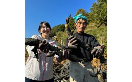 「れんこん」掘り体験　１枚