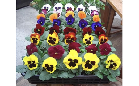 産地直送の元気なパンジー！ 40個詰め合わせ