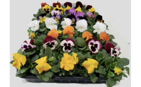 産地直送の元気なパンジー！ 40個詰め合わせ