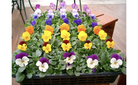 産地直送の元気なビオラ! 40個詰め合わせ