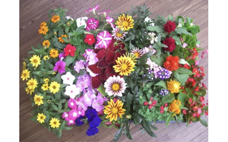 4月?6月発送予約　産地直送！ 夏の花壇苗40個詰め合わせ