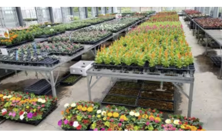 4月?6月発送予約　産地直送！ 夏の花壇苗40個詰め合わせ