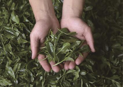 ほうじ茶500ｇ5個入り