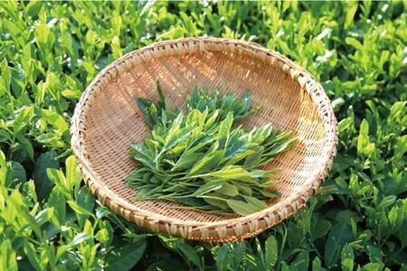 抹茶　上煎茶セット