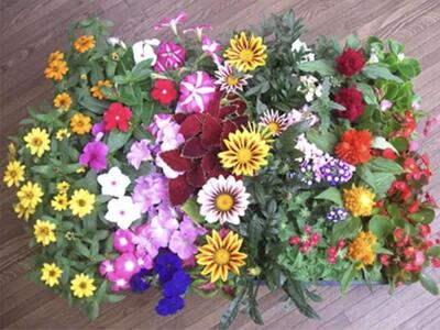 【ふるなびWEEK対象】夏の花壇苗40個詰め合わせ　４月～６月発送　FN-Limited-WE