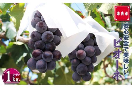 ピオーネ 2房 約1kg |フルーツ ぶどう 葡萄 ブドウ ピオーネ 奈良県 平群町