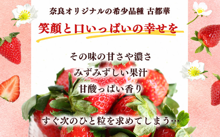 【定期便2回】いちご 平群の古都華 2L ～ 3L サイズ （2パック×2回）計4パック 扇田農園 | 果物 くだもの フルーツ 苺 イチゴ いちご ストロベリー 古都華 ことか 旬の品種 フードロス 産地直送 奈良県 平群町