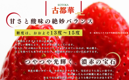 【定期便2回】いちご 平群の古都華 2L ～ 3L サイズ （2パック×2回）計4パック 扇田農園 | 果物 くだもの フルーツ 苺 イチゴ いちご ストロベリー 古都華 ことか 旬の品種 フードロス 産地直送 奈良県 平群町