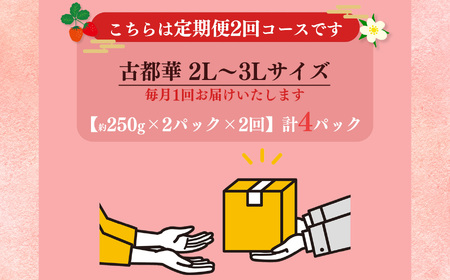 【定期便2回】いちご 平群の古都華 2L ～ 3L サイズ （2パック×2回）計4パック 扇田農園 | 果物 くだもの フルーツ 苺 イチゴ いちご ストロベリー 古都華 ことか 旬の品種 フードロス 産地直送 奈良県 平群町