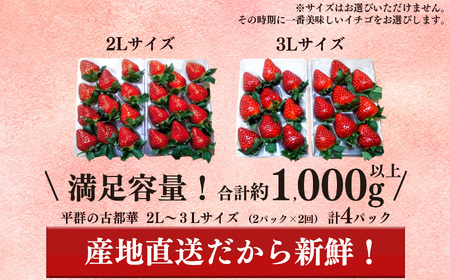 【定期便2回】いちご 平群の古都華 2L ～ 3L サイズ （2パック×2回）計4パック 扇田農園 | 果物 くだもの フルーツ 苺 イチゴ いちご ストロベリー 古都華 ことか 旬の品種 フードロス 産地直送 奈良県 平群町