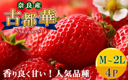 平群 の 古都華 いちご （ M ～ 2L サイズ） 4パック | 先行予約 フルーツ 果物 くだもの ブランド いちご 苺 古都華 ことか 大粒 甘い 大人気 満足 希少 希少品種 ストロベリー 美味しい 品種 特徴 糖度 2月 順次発送 旬 送料無料 濃厚 香り 果汁 味わい深い お取り寄せ 産地直送 農家直送 せいけファーム 名産地 奈良県 平群 町