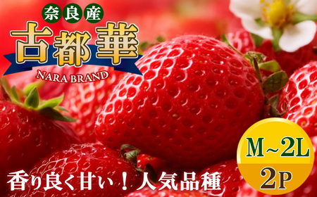 平群 の 古都華 いちご （ M ～ 2L サイズ） 2パック | 先行予約 フルーツ 果物 くだもの ブランド いちご 苺 古都華 ことか 大粒 甘い 大人気 満足 希少 希少品種 ストロベリー 美味しい 品種 特徴 糖度 2月 順次発送 旬 送料無料 濃厚 香り 果汁 味わい深い お取り寄せ 産地直送 農家直送 せいけファーム 名産地 奈良県 平群 町 