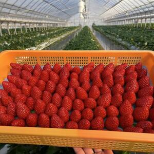 いちご　古都華・ことか 1パック(8～15粒入り)【配送不可地域：離島・北海道・沖縄県・東北】【1605677】