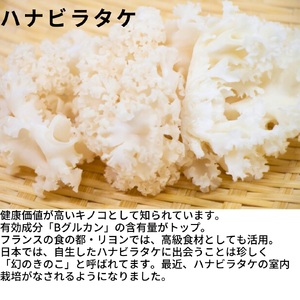 ハナビラタケパウダー 幻のきのこ キノコ ハナビラタケ 大和菌学研究所