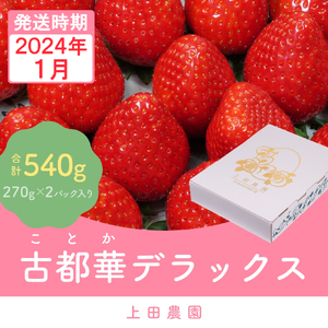 冷凍いちご　奈良県産　古都華　8kg