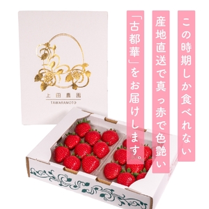 （冷蔵）【５月発送分】イチゴ 奈良県産高級ブランド品種「古都華」デラックス（270g×２パック） ／ 上田農園 苺 いちご 果物 フルーツ 甘い 奈良県 田原本町