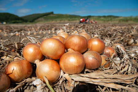 【数量限定訳あり品】玉ねぎＳサイズ・10㎏ （2025年12月上旬から順次発送）  BHRG147