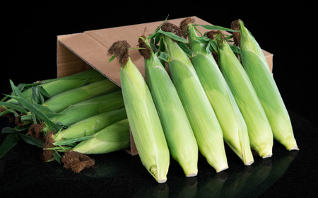 [先行受付]2026年産 スウィートコーン!「はちみつのような甘さのミエルコーン」11本【配送不可地域：離島】  BHRG004