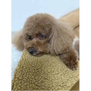 alberton社赤外線を吸収して発熱するsliva knitわんにゃんブランケット　キャメル【1638683】