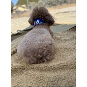 alberton社赤外線を吸収して発熱するsliva knitわんにゃんブランケット　キャメル【1638683】