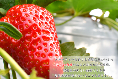 usausa★冷凍いちご 【古都華】8㎏⭐︎⭐︎⭐︎⭐︎ usausa様専用☆冷凍いちご 【古都華】8㎏