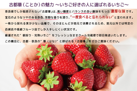 【数量限定】【先行予約】【1・2・3月発送】奈良県特産 高級ブランドいちご「古都華」旬の３ヶ月定期便 // いちご イチゴ 古都華 フルーツ 果物 旬 限定 ブランド 定期便 【数量限定】// いちご イチゴ 古都華 フルーツ 果物 旬 限定 ブランド いちご いちご いちご いちご いちご いちご イチゴ イチゴ イチゴ イチゴ いちご いちご いちご いちご いちご いちご イチゴ イチゴ イチゴ イチゴ いちご いちご いちご いちご いちご いちご イチゴ イチゴ イチゴ イチゴ いちご いちご いちご いちご いちご いちご イチゴ イチゴ イチゴ イチゴ いちご いちご いちご いちご いちご いちご イチゴ イチゴ イチゴ イチゴ いちご いちご いちご いちご いちご いちご イチゴ イチゴ イチゴ イチゴ いちご いちご いちご いちご いちご いちご イチゴ イチゴ イチゴ イチゴ いちご いちご いちご いちご いちご いちご イチゴ イチゴ イチゴ イチゴ いちご いちご いちご いちご いちご いちご イチゴ イチゴ イチゴ イチゴ 古都華 古都華 古都華 古都華 古都華 古都華 古都華 古都華 古都華 古都華 古都華 古都華 古都華 古都華 古都華 古都華 古都華 古都華 古都華 古都華 古都華 古都華 古都華 古都華 古都華 古都華 古都華 古都華 古都華 古都華 古都華 古都華 古都華 古都華 古都華 古都華 古都華 古都華 古都華 古都華 古都華 古都華 古都華 古都華 古都華 古都華 古都華 古都華 古都華 古都華 古都華 古都華 古都華 古都華 古都華 古都華 古都華 古都華 古都華 古都華 古都華 古都華 古都華 古都華 古都華 古都華 古都華 古都華 古都華 古都華 古都華 古都華