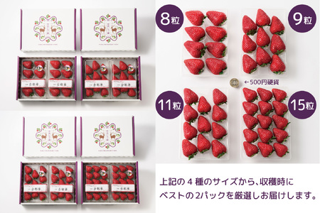 先行予約 数量限定 朝採り 古都華 完熟 2月より順次発送奈良県特産 朝採り高級ブランドいちご「古都華」