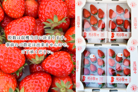 いちご 奈良県ブランドいちご 古都華2パック1月発送 