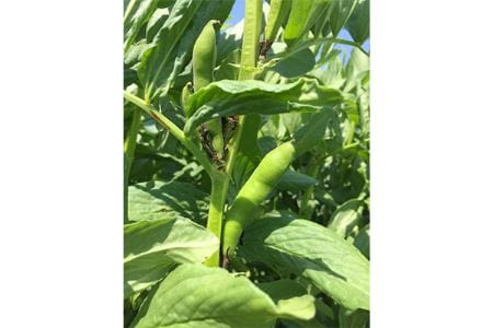 旬の奈良野菜セット(旬の野菜7品以上が入ります)/// 夏野菜 季節 厳選 旬 おまかせ 野菜セット セット 詰め合わせ 産地直送 奈良県 広陵町