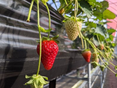 いちご好きのためのいちご 奈良県ブランドいちご 「古都華（ことか）」2025年1月発送 / いちごいちごいちごいちごいちごいちごいちごいちごいちごいちごいちごいちごいちごいちごいちごいちごいちごいちごいちごいちごいちごいちごいちごいちごいちごいちごいちごいちごいちごいちごいちごいちごいちごいちごいちごいちごいちごいちごいちごいちごいちごいちごいちごいちごいちごいちごいちごいちごいちごいちごいちごいちごいちごいちごいちごいちごいちごいちごいちごいちごいちごいちごいちごいちごいちごいちごいちごいちごいちごいちごいちごいちごいちごいちごいちごいちごいちごいちごいちごいちごいちごいちごいちごいちごいちごいちごいちごいちごいちごいちごいちごいちごいちごいちごいちごいちごいちごいちごいちごいちごいちごいちごいちごいちごいちごいちごいちごいちごいちごいちごいちごいちごいちごいちごいちごいちごいちごいちごいちごいちごいちごいちごいちごいちごいちごいちごいちごいちごいちごいちごいちごいちごいちごいちごいちごいちごいちごいちごいちごいちごいちごいちごいちごいちごいちごいちごいちごいちごいちごいちごいちごいちごいちごいちごいちごいちごいちごいちごいちごいちごいちごいちごいちごいちごいちごいちごいちごいちごいちごいちごいちごいちご いちごいちごいちごいちごいちごいちごいちごいちごいちごいちごいちごいちごいちごいちごいちごいちごいちごいちごいちごいちごいちごいちごいちごいちごいちごいちごいちごいちごいちごいちごいちごいちごいちごいちごいちごいちごいちごいちごいちごいちごいちごいちごいちごいちごいちごいちごいちごいちごいちごいちごいちごいちごいちごいちごいちごいちごいちごいちごいちごいちごいちごいちごいちごいちごいちごいちごいちごいちごいちごいちごいちごいちごいちごいちごいちごいちごいちごいちごいちごいちごいちごいちごいちごいちごいちごいちごいちごいちごいちごいちごいちごいちごいちごいちごいちごいちごいちごいちごいちごいちごいちごいちごいちごいちごいちごいちごいちごいちごいちごいちごいちごいちごいちごいちご