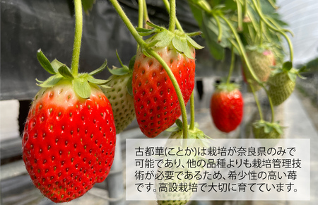 【2025年先行受注】いちご 苺 古都華(ことか) 奈良県ブランドいちご 約270g x 6パック 計1620g かたおかの苺 いちご いちご いちご いちご いちご いちご いちご いちご いちご いちご いちご いちご いちご いちご いちご いちご いちご いちご いちご いちご いちご いちご いちご いちご いちご いちご いちご いちご いちご いちご いちご いちご いちご いちご いちご いちご いちご いちご いちご いちご いちご いちご いちご 古都華 古都華 古都華 古都華 古都華 古都華 古都華 古都華 古都華 古都華 古都華