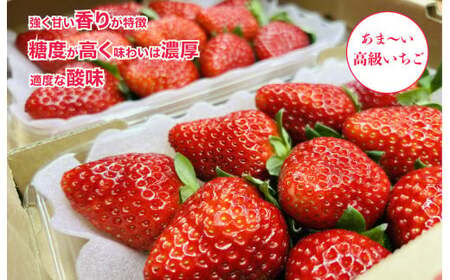 【2026年/先行予約】いちご 古都華 ことか 4P 1080g いちご 人気 奈良