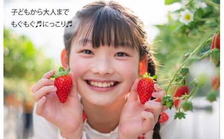 【2026年/先行予約】いちご 古都華 ことか 4P 1080g いちご 人気 奈良