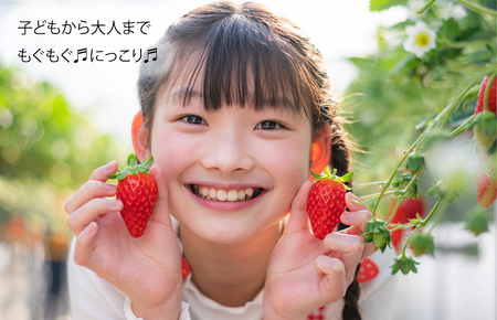 【2026年発送先行予約】いちご 2回 いちご定期便 古都華 270g×4パック