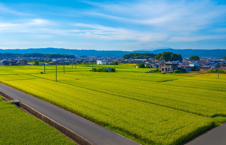 令和7年産 美味しいヒノヒカリ玄米5kg 