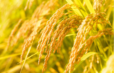 令和7年産 美味しいヒノヒカリ玄米5kg 