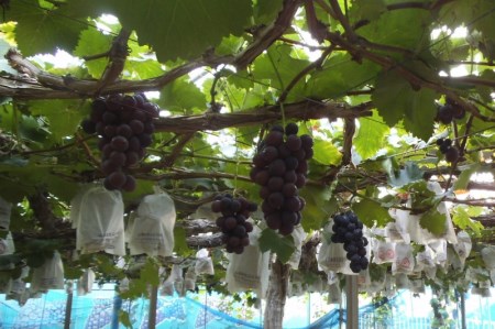 【令和８年分 先行予約】巨峰1.5Kg《山本観光ぶどう園》