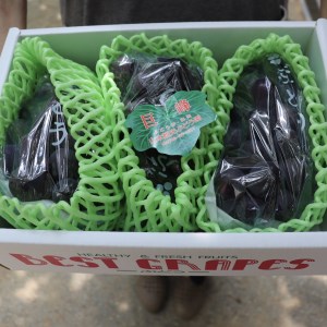 【令和８年分 先行予約】巨峰1.5Kg《山本観光ぶどう園》