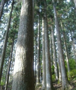吉野杉の木箱 もくわく 大小 各1個セット《吉野中央木材株式会社》