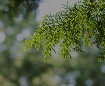 nifu オリジナル天然精油アロマミスト『mezame』 50ml×1本 リラックス ひのき 奈良 吉野町