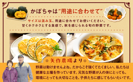 【先行受付】R8年産 有機栽培かぼちゃ 10kg | かぼちゃ カボチャ 南瓜 大容量 パンプキン 甘い 有機栽培 国産 産地直送 北海道 津別町 送料無料