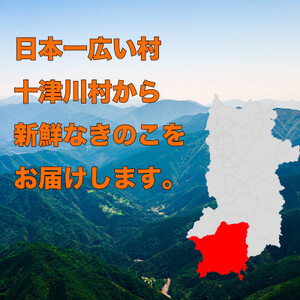 【十津川郷】 きのこ 詰め合わせ【配送不可地域：離島】【1150429】